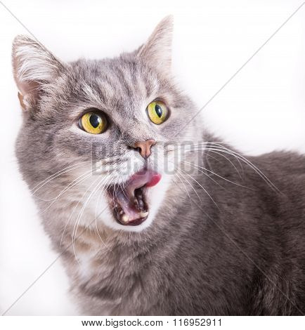 The Head Of A Cat Who Turned Back And Licks Lips