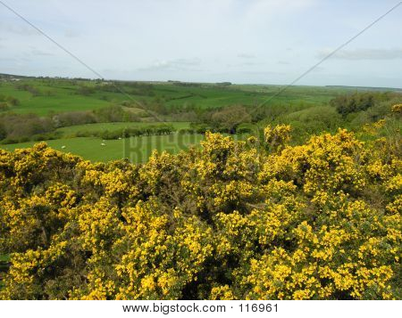 Gorse And Meadow
