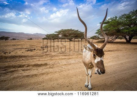 Big Addax Of Middle East