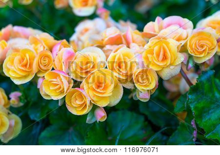 Beautiful Yellow Big Begonias