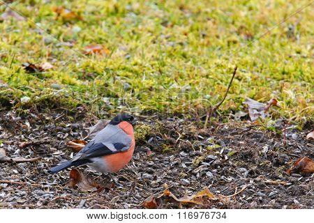 The male Eurasian bullfinch (Pyrrhula pyrrhula) walking on the ground full of sunflower seeds