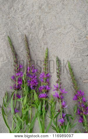 Violet Blossoms Against A Background Of Sand