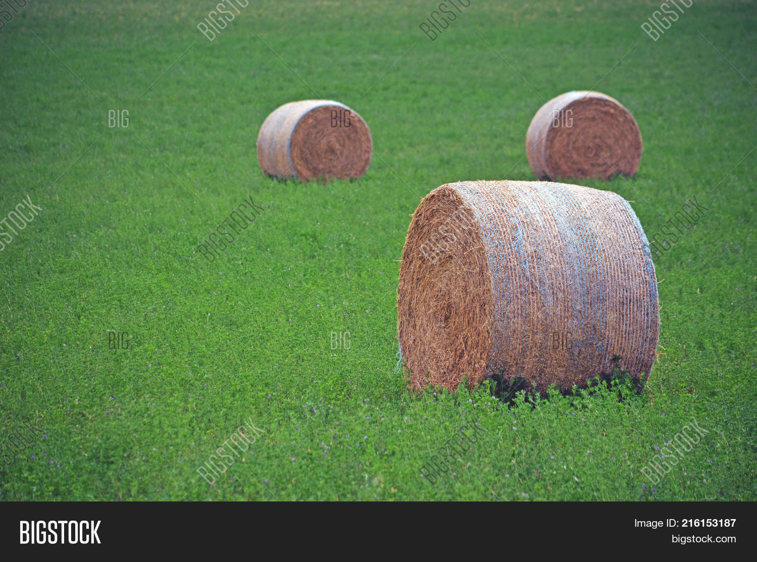 Round Hay Bales Green Image & Photo (Free Trial) Bigstock
