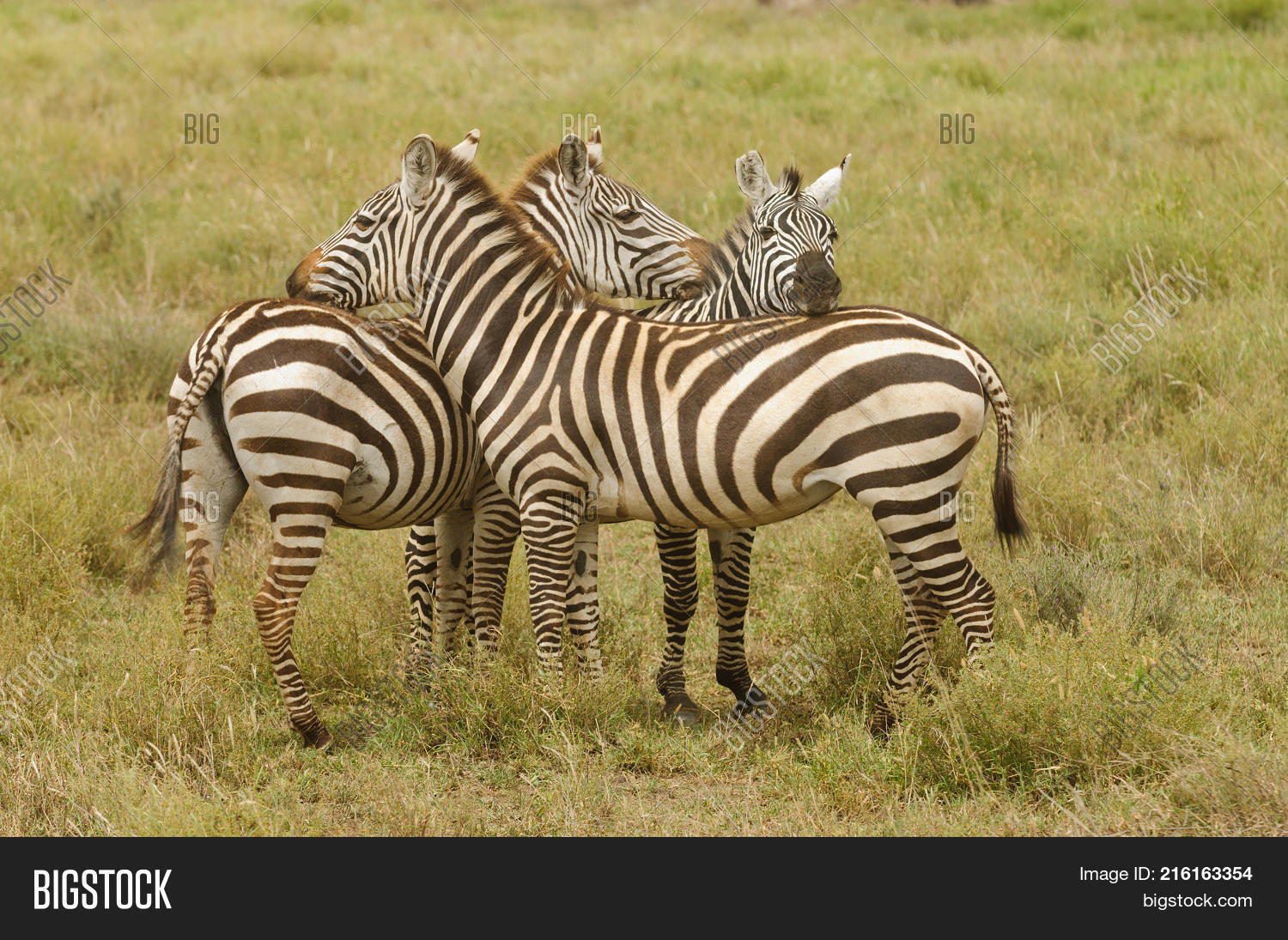 Closeup Burchell's Image & Photo (Free Trial) Bigstock