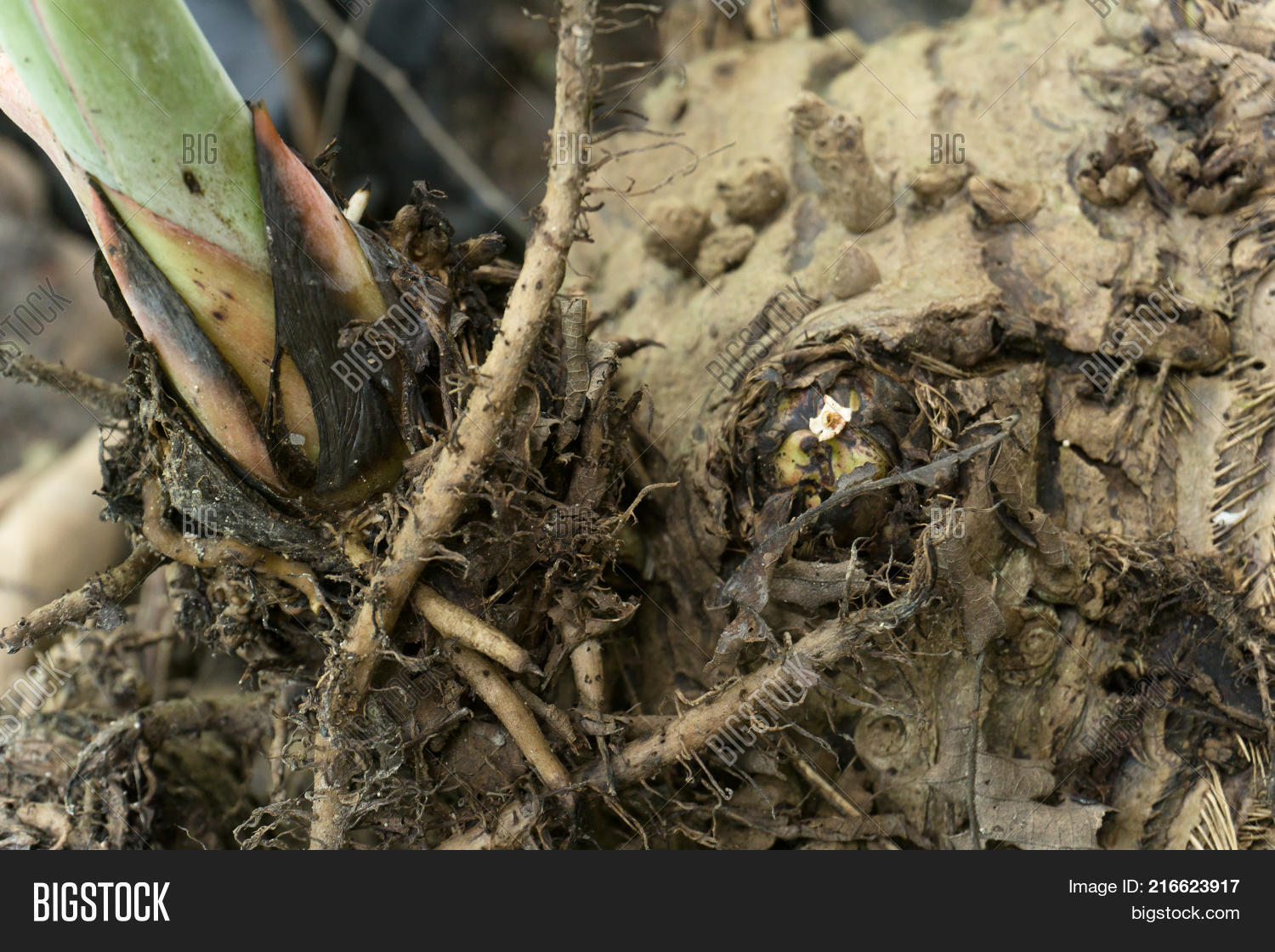 Banana Rhizome Put On Image & Photo (Free Trial) Bigstock