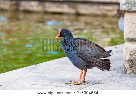 Purple swamphen bird near the pond in the park
