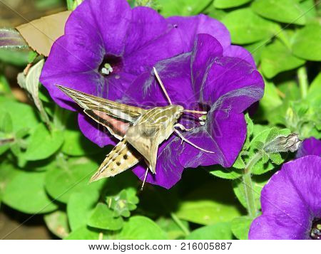 White-lined Sphinx (Hyles lineata) feeds on nectar of a garden flower in Illinois