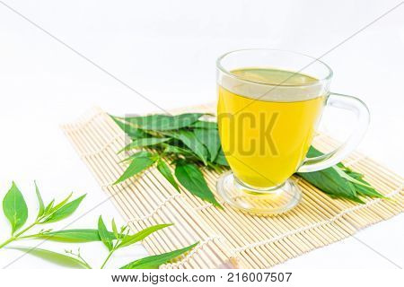 Thailand herbs,Andrographis paniculata plant on white background