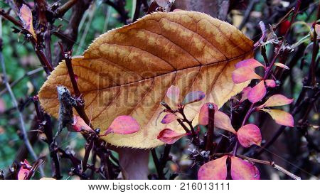 Single fall autumn leaf. Autumn brown leaves.