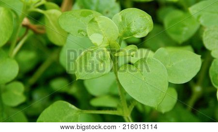 Little green leaves in autumn with water drops.
