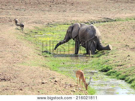 Elephant kneeling to take a drink with a puku in the foreground and warthogs in the background. South Luangwa National Park Zambia Southern Africa