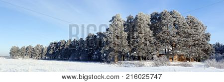Pesterevskaya grove winter. Verhovazhe, Vologda Region, Russia. Panorama