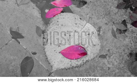Autumn pink leaves floating on the water.