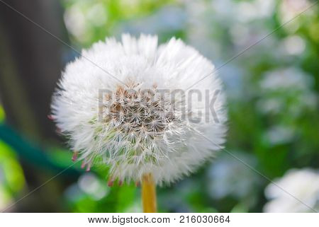 Beatiful Lavender Flowers In Garden Summer Nature