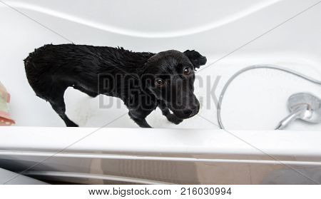 Cute Dog Standing In Bathtub Waiting To Be Washed
