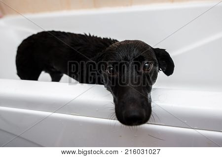 Cute Dog Standing In Bathtub Waiting To Be Washed