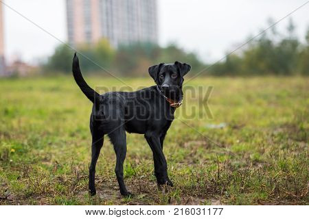 Portrait Of Beautiful Small Black Dog, Looking Aside, Standing In A Meadow In A Fog