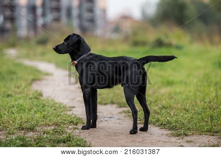 Portrait Of Beautiful Small Black Dog, Looking Aside, Standing In A Meadow In A Fog