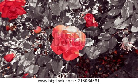 Red rose in a bush on the road.