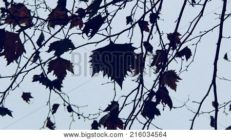 Dark leaves with tree branch on sky background in autumn