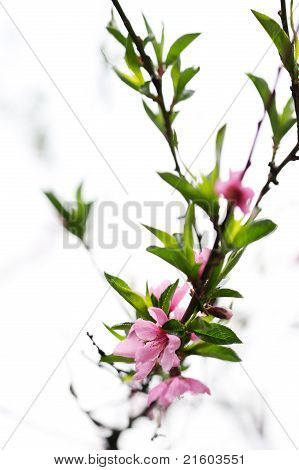 春に花が咲く