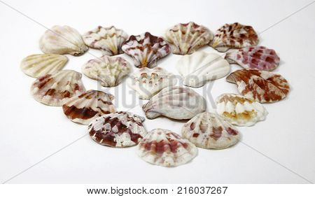 Sea Cockleshells Photo
