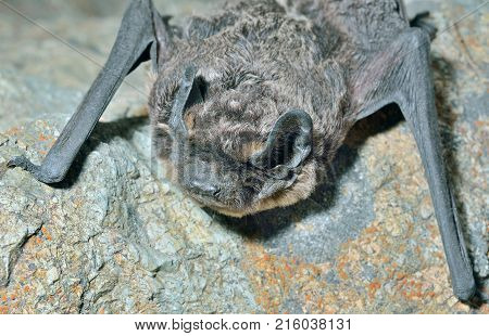 A close up of the small bat on stone.