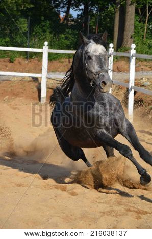 Hourse riding outside, with a great energy