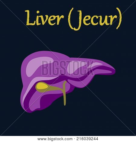 human organ icon in flat style liver