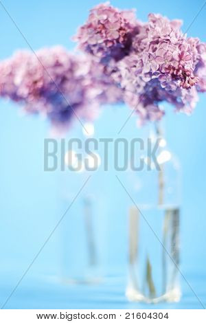 Bouquet Of Violet Lilac