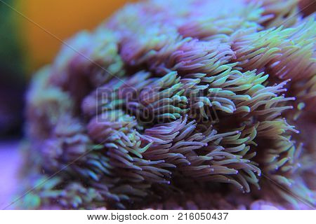 Goniopora lps coral in saltwater reef aquarium