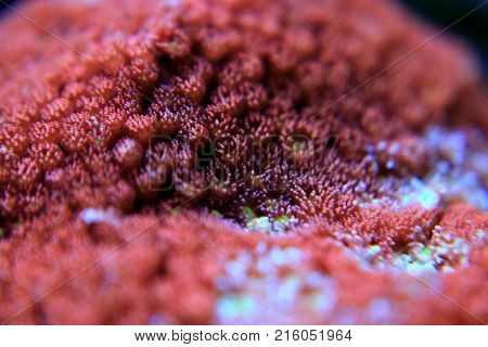 Goniopora lps coral in saltwater reef aquarium