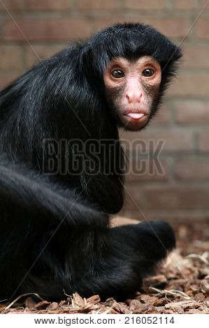 A Red-faced spider monkey close up portrait