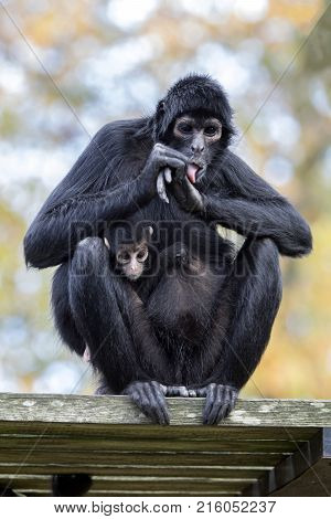 A spider monkey mother with her baby