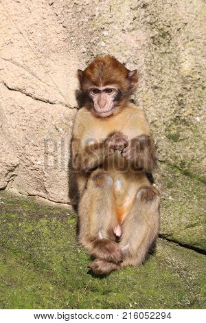 Portrait of a Barbary macaque with a rocky background