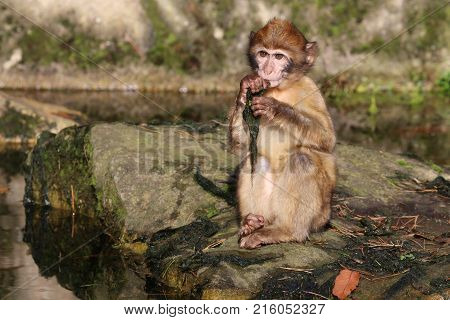 Portrait of a young Barbary macaque with a rocky background