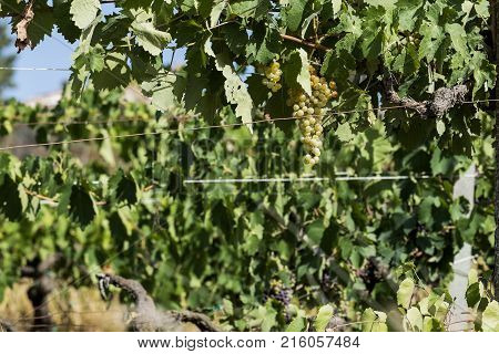 White Grape Bunches On The Vine