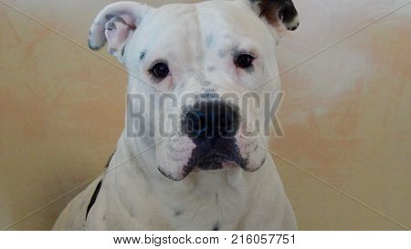 Beautiful white and black dog with serious face