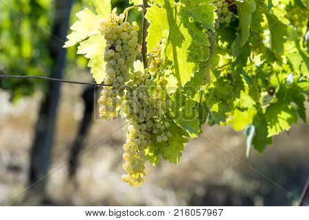 White Grape Bunches On The Vine