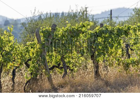 Vineyards On The Siena Hills In Tuscany