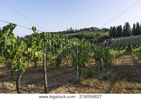 Vineyards On The Siena Hills In Tuscany