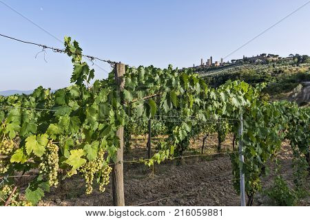 Vineyards On The Siena Hills In Tuscany