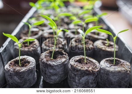 Young fresh seedling stands in plastic pots. cucumber plantation. cultivation of cucumbers in greenhouse. Cucumber seedlings sprout Selective focus and shallow Depth of field.