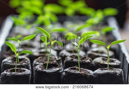 Young fresh seedling stands in plastic pots. cucumber plantation. cultivation of cucumbers in greenhouse. Cucumber seedlings sprout Selective focus and shallow Depth of field.