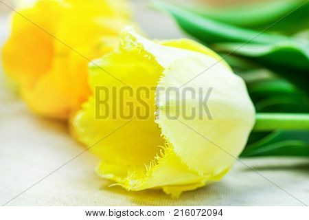 Delicate Tender Bright and Pale Yellow Tulips Lying on Linen Fabric Cloth Background Minimalist Style Mother's day Birthday Easter Greeting Card Poster Template Spring Sale Copy Space