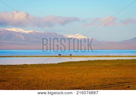 Song Kul Lake With Horses And Mountains
