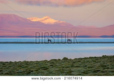 Song Kul Lake With Horses In Sunrise
