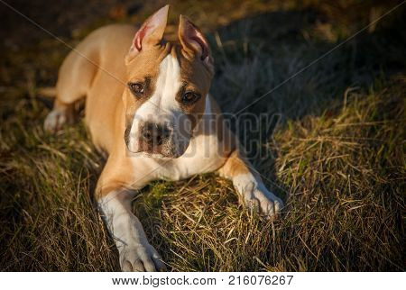 American Staffordshire Terrier puppy lying on the grass