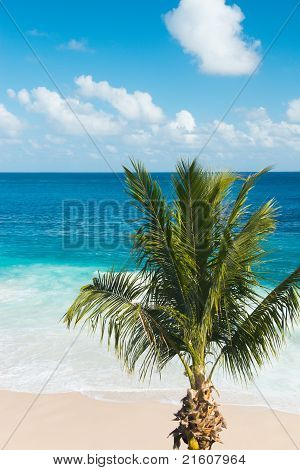 Single Palm Tree On A Beautiful Beach