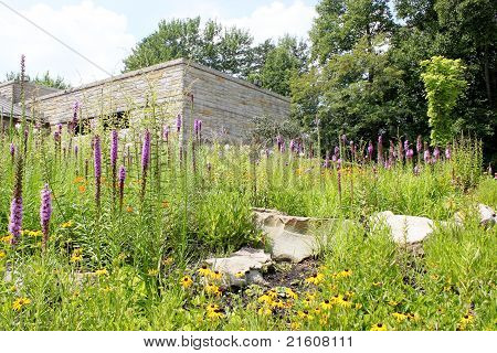 Fiori su una collina